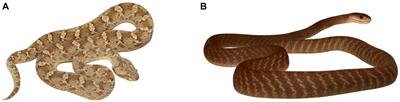 Are vipers prototypic fear-evoking snakes? A cross-cultural comparison of Somalis and Czechs
